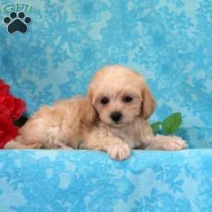 Cherry, Maltipoo Puppy